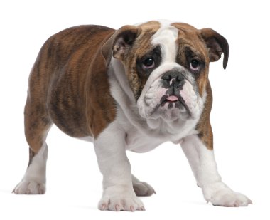 İngilizce Bulldog