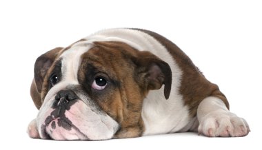 English Bulldog clipart