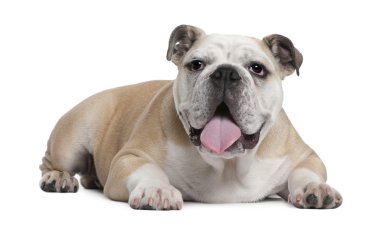 İngilizce Bulldog