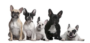 Group of French Bulldogs in front of white background clipart