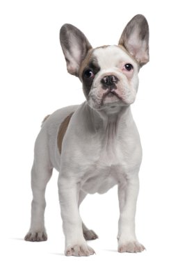 Fransız bulldog köpeği, 3 aylık, beyaz arka planda duruyor.