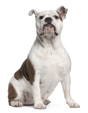 Engels bulldog, 12 maanden oud, zit op witte achtergrond