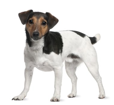 jack Russell terrier, 3 yıl yaşlı, beyaz arka plan duran