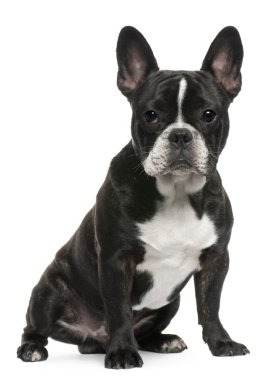 Fransız Bulldog köpeği, 8 aylık, beyaz arka planda oturuyor.