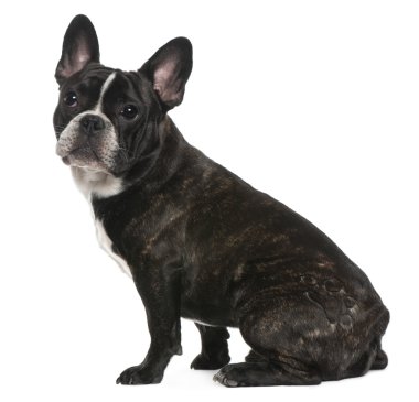 Franse bulldog, 8 maanden oud, zit op witte achtergrond