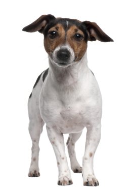 jack Russell terrier, 2 yıl yaşlı, beyaz arka plan duran