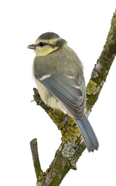 Genç Mavi baştankara, cyanistes caeruleus, 45 gün yaşlı, beyaz arka plan önünde ağacında tünemiş.