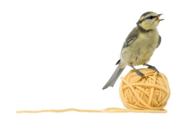 cyanistes caeruleus Yün yumağı beyaz arka plan önünde duran genç Mavi baştankara