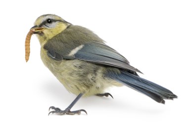 cyanistes caeruleus genç Mavi baştankara