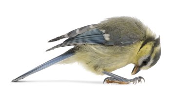 cyanistes caeruleus genç Mavi baştankara