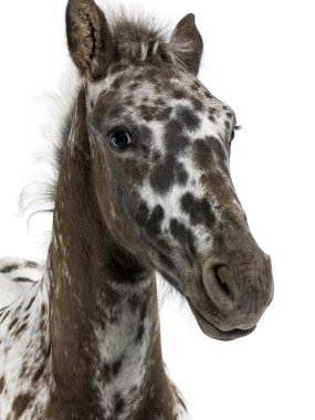 Crossbreed Foal between a Appaloosa and a Friesian horse clipart