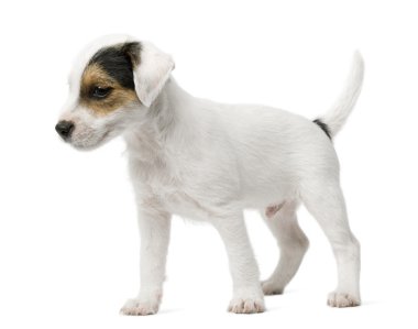 Parson Russell Terrier köpeği beyaz arka planda oturuyor.