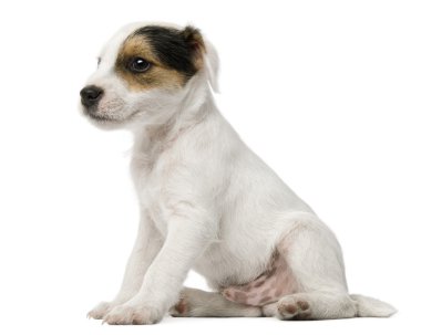 Parson Russell Terrier köpeği beyaz arka planda oturuyor.