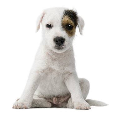 Parson Russell Terrier köpeği beyaz arka planda oturuyor.