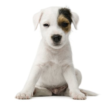 Parson Russell Terrier köpeği beyaz arka planda oturuyor.