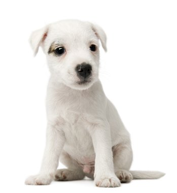 Parson Russell Terrier köpeği beyaz arka planda oturuyor.