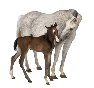 Mare and her foal, 14 years old and 20 days old clipart