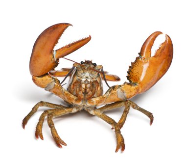 American lobster, Homarus americanus, in front of white background clipart