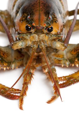 Amerikan ıstakoz, beyaz arka plan önünde homarus americanus