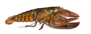 Amerikan ıstakoz, beyaz arka plan önünde homarus americanus