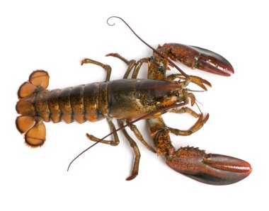 High angle view of American lobster, Homarus americanus, in front of white background clipart