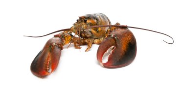 Amerikan ıstakoz, beyaz arka plan önünde homarus americanus