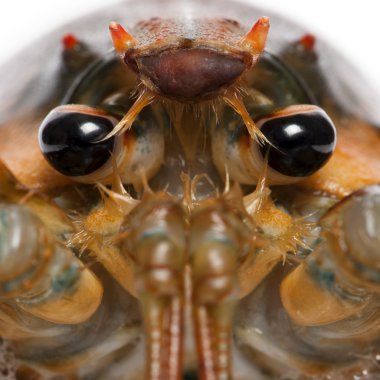 Close-Up Amerikan ıstakoz, beyaz arka plan önünde homarus americanus