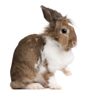 Portrait of a European Rabbit, Oryctolagus cuniculus clipart