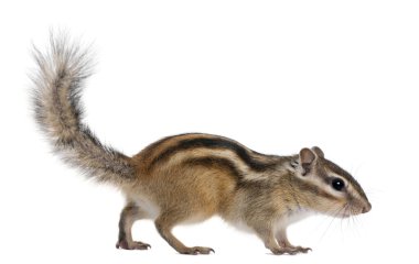 Siberian chipmunk, Euamias sibiricus, in front of white background clipart