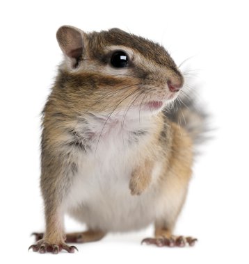 Siberian chipmunk, Euamias sibiricus, in front of white background clipart