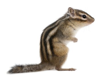 Siberian chipmunk, Euamias sibiricus, in front of white background clipart