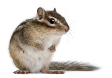 Siberian chipmunk, Euamias sibiricus, in front of white background clipart