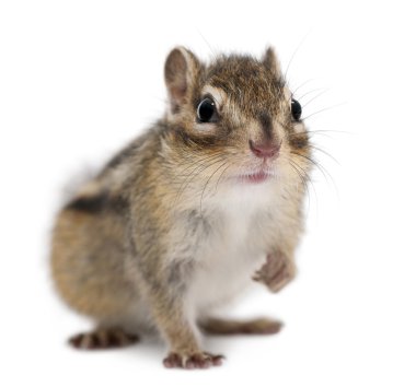 Siberian chipmunk, Euamias sibiricus, in front of white background clipart