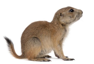 Black-tailed prairie dog, Cynomys ludovicianus, sitting in front of white background clipart