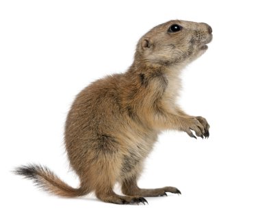 Black-tailed prairie dog, Cynomys ludovicianus clipart