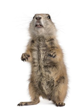 Black-tailed prairie dog, Cynomys ludovicianus clipart