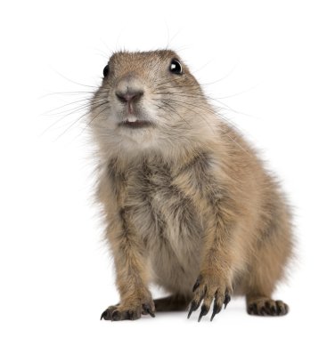 Black-tailed prairie dog, Cynomys ludovicianus clipart