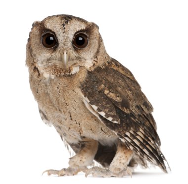 Young Indian Scops Owl, Otus bakkamoena, in front of white background clipart