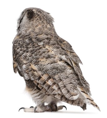 Great Horned Owl, Bubo Virginianus Subarcticus, in front of white background clipart