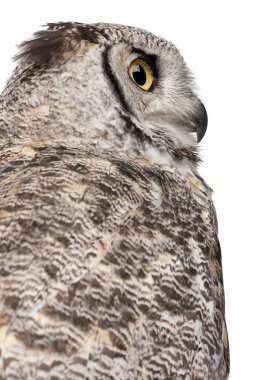 Close-up of Great Horned Owl, Bubo Virginianus Subarcticus, in front of white background clipart