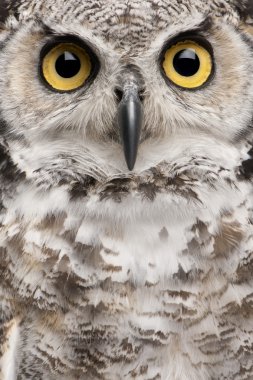 Close-up of Great Horned Owl, Bubo Virginianus Subarcticus clipart