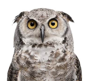 Great Horned Owl, Bubo Virginianus Subarcticus clipart