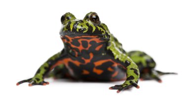 Oriental Fire-bellied Toad, Bombina orientalis, in front of white background clipart