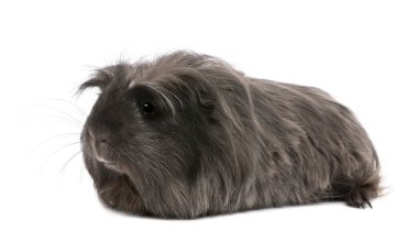 Perulu kobay, cavia porcellus, beyaz arka plan yalan