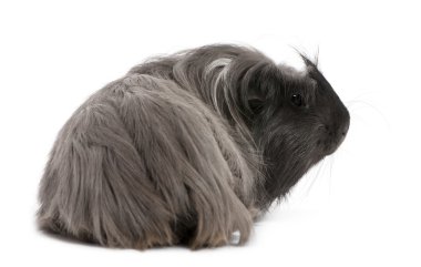 Perulu kobay, cavia porcellus, beyaz arka plan yalan