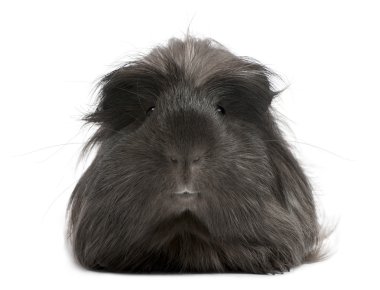 Perulu kobay, cavia porcellus