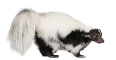 çizgili kokarca, mephitis mephitis