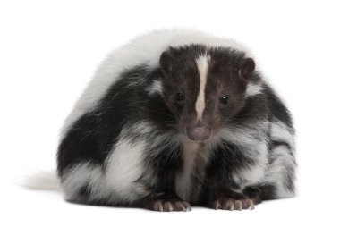 Striped Skunk, Mephitis Mephitis clipart