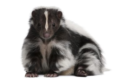 Striped Skunk, Mephitis Mephitis clipart