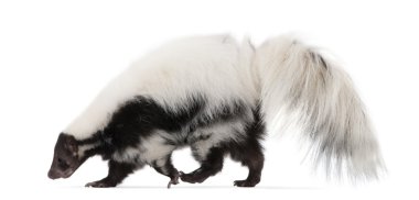 Striped Skunk, Mephitis Mephitis clipart